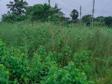 Bereketli yeşil alan kısmen canlı ağaçlar ve bitki örtüsüyle çevrili, kırsal bölgeleri veya çevresel sakin ortamları temsil etmek için mükemmel barışçıl bir doğal ortamı yansıtıyor..