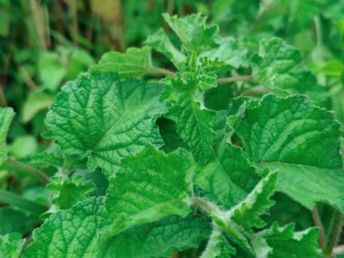 Doğanın yaratıcılığını sembolize eden kıvrımlı spiral bir tasarımı olan yeşil yaprağın ayrıntılı yakın çekimi