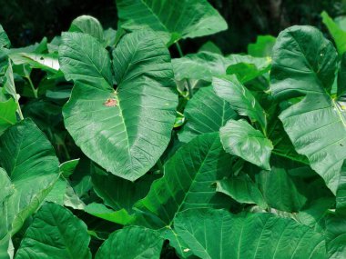 Doğanın yaratıcılığını sembolize eden kıvrımlı spiral bir tasarımı olan yeşil yaprağın ayrıntılı yakın çekimi