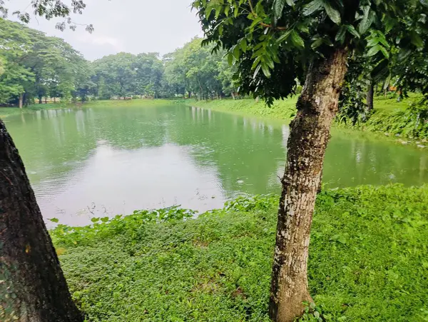 Sakin, yeşil bir göl manzarası sık orman bitkileriyle çevrili, yemyeşil yapraklar ve doğal güzellikler sergileniyor. Sükunet, yansıma ve dışarıyla bağlantı kurmak için ideal bir ortam..