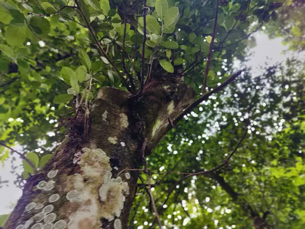 Orman ortamında yoğun yeşillikler, canlı yeşillikler, uzun ağaçlar ve doğal huzur ve sükunet hissi. Doğanın bozulmamış güzelliğini ve bereketli ortamını yakalar..