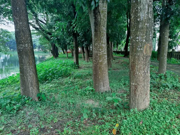 Orman ortamında yoğun yeşillikler, canlı yeşillikler, uzun ağaçlar ve doğal huzur ve sükunet hissi. Doğanın bozulmamış güzelliğini ve bereketli ortamını yakalar..