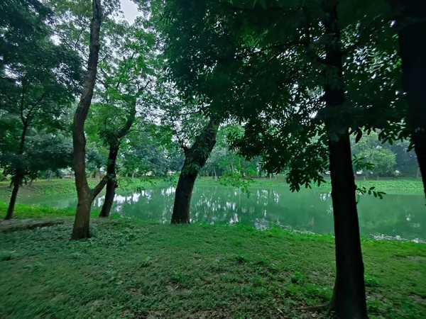 Sakin, yeşil bir göl manzarası sık orman bitkileriyle çevrili, yemyeşil yapraklar ve doğal güzellikler sergileniyor. Sükunet, yansıma ve dışarıyla bağlantı kurmak için ideal bir ortam..