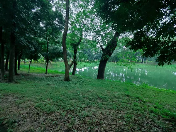 Sakin, yeşil bir göl manzarası sık orman bitkileriyle çevrili, yemyeşil yapraklar ve doğal güzellikler sergileniyor. Sükunet, yansıma ve dışarıyla bağlantı kurmak için ideal bir ortam..