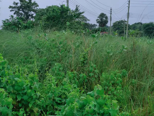 Bereketli yeşil alan kısmen canlı ağaçlar ve bitki örtüsüyle çevrili, kırsal bölgeleri veya çevresel sakin ortamları temsil etmek için mükemmel barışçıl bir doğal ortamı yansıtıyor..