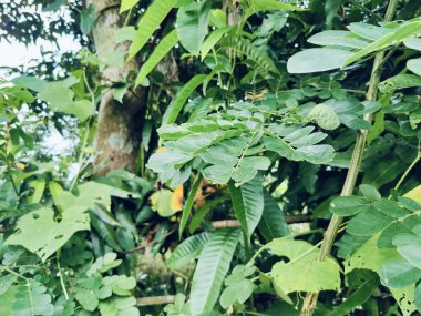Yumuşak ışıkta güneşlenen çiğ damlacıklarıyla canlı yeşil yapraklar doğal güzelliği ve tazeliği kutluyorlar. Gençleştirme, ekoloji ve organik yaşam tarzları gibi konular için idealdir..