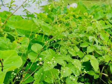 Yumuşak ışıkta güneşlenen çiğ damlacıklarıyla canlı yeşil yapraklar doğal güzelliği ve tazeliği kutluyorlar. Gençleştirme, ekoloji ve organik yaşam tarzları gibi konular için idealdir..