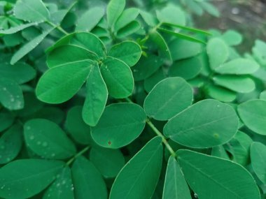 Yumuşak ışıkta güneşlenen çiğ damlacıklarıyla canlı yeşil yapraklar doğal güzelliği ve tazeliği kutluyorlar. Gençleştirme, ekoloji ve organik yaşam tarzları gibi konular için idealdir..