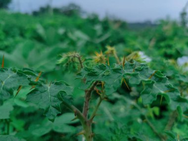 Yumuşak ışıkta güneşlenen çiğ damlacıklarıyla canlı yeşil yapraklar doğal güzelliği ve tazeliği kutluyorlar. Gençleştirme, ekoloji ve organik yaşam tarzları gibi konular için idealdir..