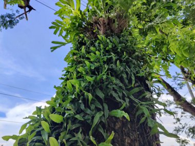 Büyük tropik yeşil ağaç, mavi gökyüzüne karşı çeşitli ağaçların dalları. Mavi gökyüzüne karşı yeşil yapraklar, doğanın manzarası,