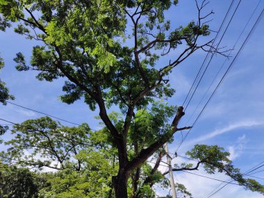 Büyük tropik yeşil ağaç, mavi gökyüzüne karşı çeşitli ağaçların dalları. Mavi gökyüzüne karşı yeşil yapraklar, doğanın manzarası,