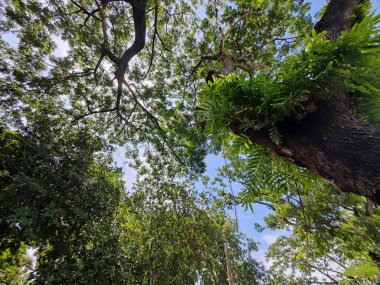 Ağaçların dalları ve mavi gökyüzüne karşı yeşil yapraklar.