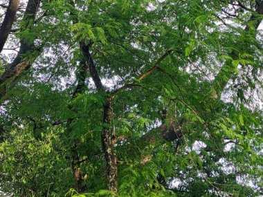 Köyde çeşitli yeşil ağaçlar var. Çeşitli ağaç türlerine sahip bereketli kırsal alan