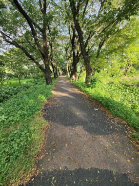 Yoğun tropikal yeşillik, ağaçlar ve dar asfalt bir yol içeren sakin bir kırsal alan. Seyahat, doğa takdiri ve manzara güzelliği için ideal bir açık hava tasviri..