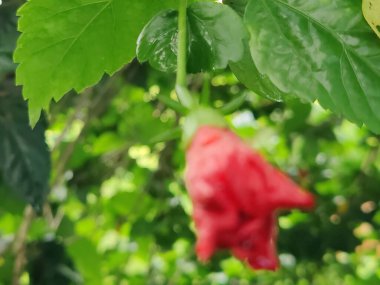Canlı yeşil yaprakların ve çiçeklerin yakın plan fotoğrafı açık hava arka planına karşı karmaşık dokular sergiliyor..