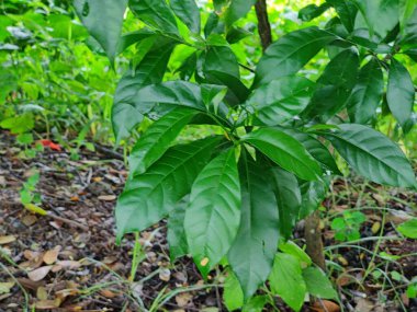 Canlı yeşil yaprakların yakın plan fotoğrafı doğal arka plana karşı karmaşık dokular sergiliyor..