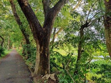 Köyde çeşitli yeşil ağaçlar var. Çeşitli ağaç türlerine sahip bereketli kırsal alan