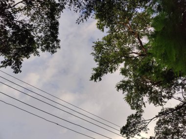 Ağaçların dalları ve mavi gökyüzüne karşı yeşil yapraklar.