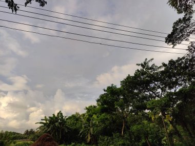 Ağaçların dalları ve mavi gökyüzüne karşı yeşil yapraklar.