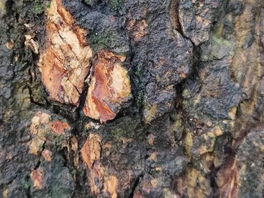 Kabuk dokusunu ve doğal detaylarını gösteren bir ağaç gövdesinin yakın plan görüntüsü. Yüzeyinde gölgeler var..