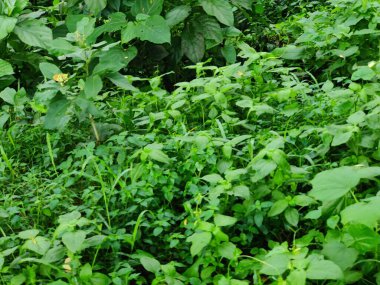 Canlı yeşil yaprakların yakın plan fotoğrafı doğal arka plana karşı karmaşık dokular sergiliyor..