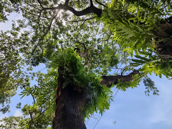 Büyük tropik yeşil ağaç, mavi gökyüzüne karşı çeşitli ağaçların dalları. Mavi gökyüzüne karşı yeşil yapraklar, doğanın manzarası,