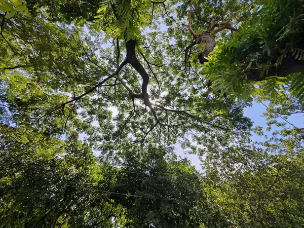 Ağaçların dalları ve mavi gökyüzüne karşı yeşil yapraklar.