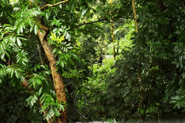 Tropik yağmur ormanları. Ormanda güzel tropikal ağaçlar.