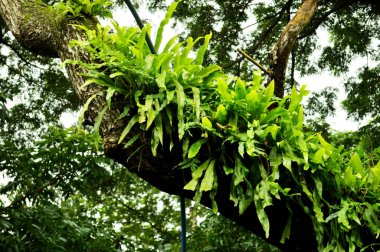 Ormanda muz yaprakları