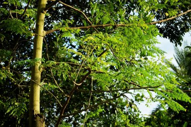 ormandaki yeşil yaprakların yakın çekim