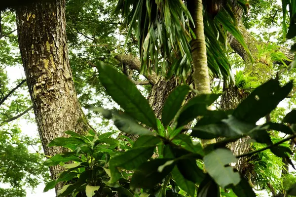 yeşil yapraklar, bitki örtüsü ve doğa