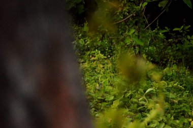 Ormanda yeşil yapraklar