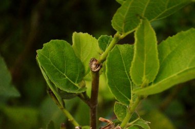 Genç bir bitkinin yakınında.