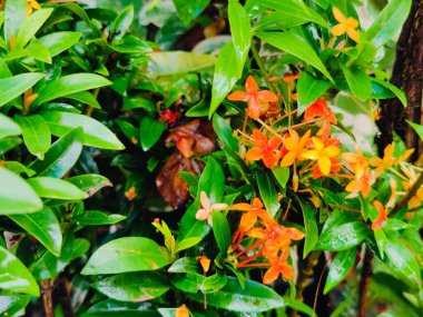 Yeşil yapraklara yakın çekim ve güpegündüz doğal bir arka plan.