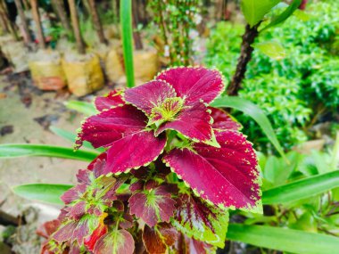 Yeşil yapraklara yakın çekim ve güpegündüz doğal bir arka plan.