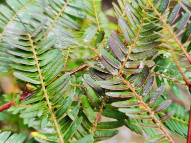 Doğal ortamında su damlacıkları olan taze yeşil yapraklar.