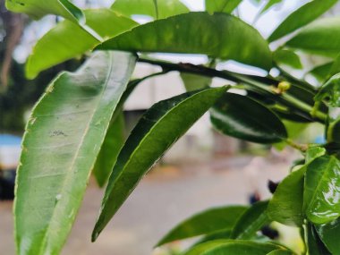 Doğal ortamında su damlacıkları olan taze yeşil yapraklar.