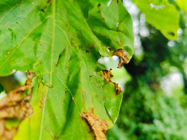 Su damlacıklarıyla süslenmiş canlı yeşil yaprakların yakın çekimi, sakin bir açık havada yağmur sonrası doğanın güzelliğini gözler önüne seriyor.