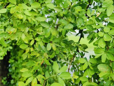 Su damlacıklarıyla süslenmiş canlı yeşil yaprakların yakın çekimi, sakin bir açık havada yağmur sonrası doğanın güzelliğini gözler önüne seriyor.