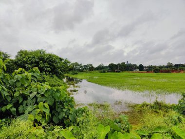 Canlı ağaçlar ve bitki örtüsüyle çevrili verimli yeşil alan, kırsal bölgeleri veya çevresel sakin ortamları temsil etmek için mükemmel bir doğal ortamı yansıtıyor..