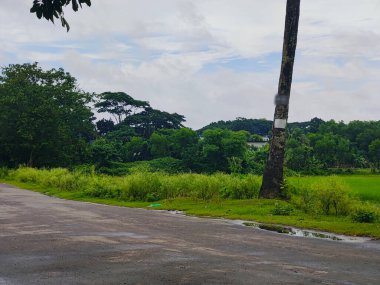 Canlı ağaçlar ve bitki örtüsüyle çevrili verimli yeşil alan, kırsal bölgeleri veya çevresel sakin ortamları temsil etmek için mükemmel bir doğal ortamı yansıtıyor..