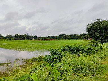 Canlı ağaçlar ve bitki örtüsüyle çevrili verimli yeşil alan, kırsal bölgeleri veya çevresel sakin ortamları temsil etmek için mükemmel bir doğal ortamı yansıtıyor..