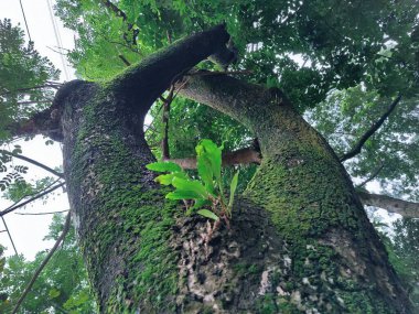 Ağaç gövdesinin detaylı görüntüsü katmanlı ağaç kabuğu ve doğal lekeleri ortaya çıkarıyor. Görüntü, büyümeyi, doğayı ve organik güzelliği sembolize ederek ahşapta bulunan dokuyu ve desenleri vurgular..