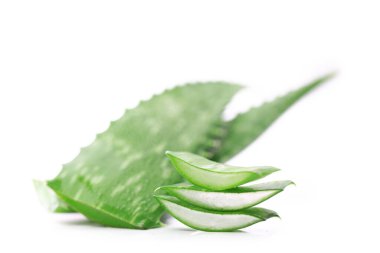 aloe vra sur fond blanc, alos plante grasse, cosmtique naturel