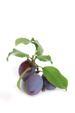 plum on a white background, plum