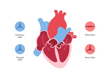 Kalp anatomisi bilgi grafiği. Vektör rengi düz çizim. İç organ kesiti, kan serarkülasyonu ve kapakçık anatomik diyagramı. Sağlık, kardiyoloji ve eğitim için tasarım.