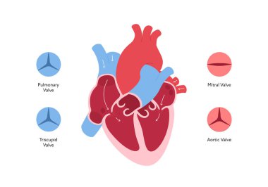 Heart anatomy infographic chart. Vector color flat illustration. Inner organ cross section with blood cerculation and valve anatomical diagram. Design for healthcare, cardiology, education. clipart