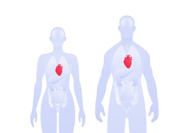 İnsan iç organı bilgisi. Vektör düz sağlık hizmeti çizimi. Erkek ve kadın silueti. Kırmızı kalp ve kalp sistemi sembolü. Sağlık, eğitim, bilim, kardiyoloji için tasarım unsuru