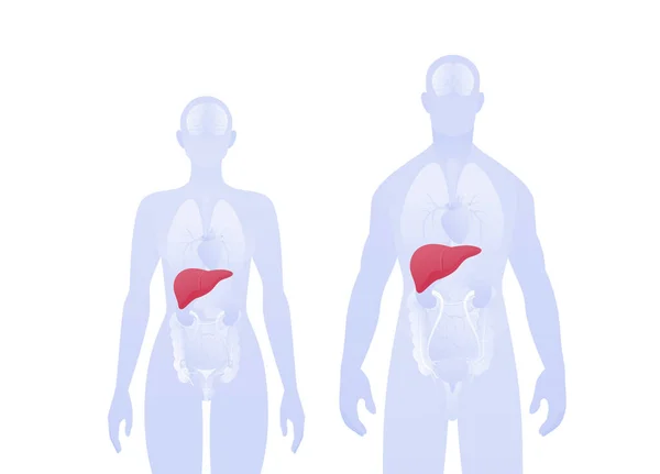 人間の内臓情報学だ ベクターフラットヘルスケアイラスト 男性と女性のシルエット 赤い肝臓と消化器系のシンボル 科学のためのデザイン要素 — ストックベクタ