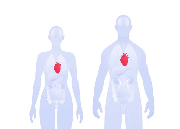 人間の内臓情報学だ ベクターフラットヘルスケアイラスト 男性と女性のシルエット 赤い心臓と心臓系のシンボル 心臓学のためのデザイン要素 — ストックベクタ